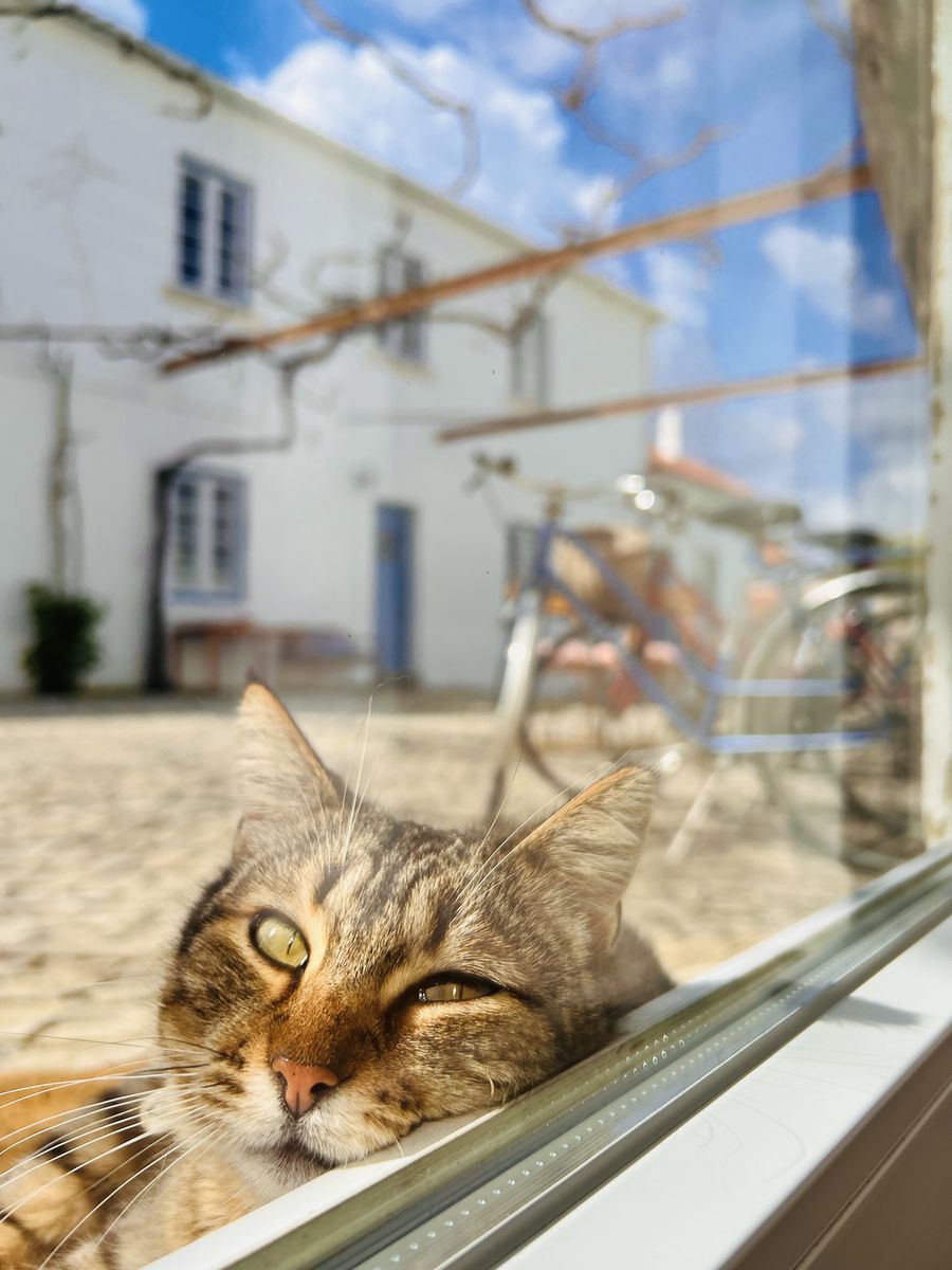 Um gato à janela do quarto, com o pátio atrás
